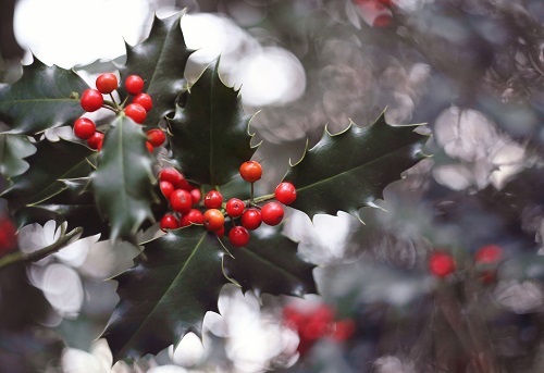 Tudor-Weihnachten: Wie Heinrich VIII: Weihnachten feierte